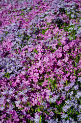 pink flowers background