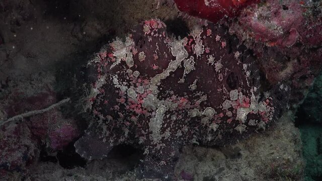 Brown Giant Frogfish (Antennarius commerson) sitting on coral reef in the Philippines