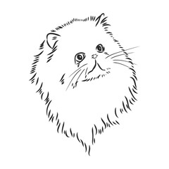 Hand drawing Persian cat vector version persian cat vector