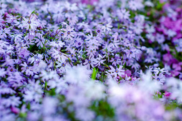 field of lavender