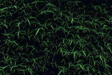 bamboo leaves in dark tone for background