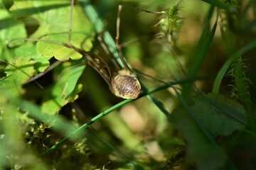 Rear view of a brown spider with long legs in the lawn