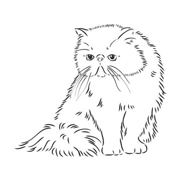 Hand drawing Persian cat vector version persian cat vector