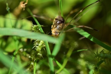 Brown spider with long legs in the lawn
