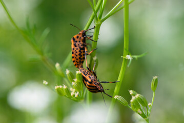 Graphosoma lineatum bugs on the green plant leaves close up.