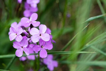 Blooming purple flowers head macro background.