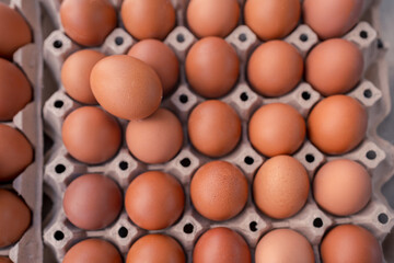 selective focus chicken egg on eggs in paper tray container background. fresh egg for cooking