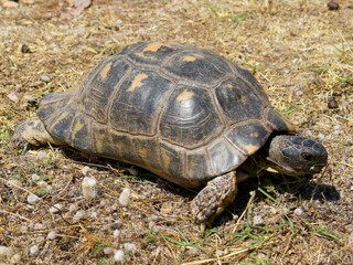 Tortugas viviendo en libertad.
