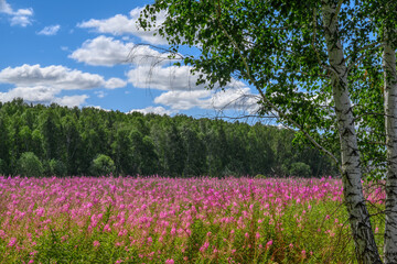A field of ivan-tea flowers on a summer day against the background of a strip of forest. In the foreground is a birch tree with braids of leaves. Blue sky with cumulus white clouds. Fireweed blooms 