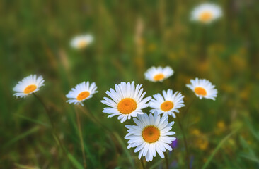 White daisies with a yellow core on a background of succulent grass in the meadow. close-up, selective soft focus. Delicate wildflowers during summer bloom. Chamomile in the field. 