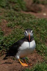 Atlantic puffin (Fratercula arctica) on the cliffs of Skomer Island off the coast of Pembrokeshire in Wales, United Kingdom