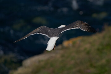 Great Black-backed Gull (Larus marinus) flying along the coast of Skomer Island in Pembrokeshire,...