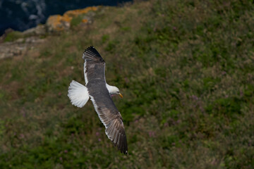 Great Black-backed Gull (Larus marinus) flying along the coast of Skomer Island in Pembrokeshire, Wales, United Kingdom.