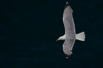 Fototapeta na wymiar Herring Gull (Larus argentatus) flying along the coast of Skomer Island in Pembrokeshire, Wales, United Kingdom.