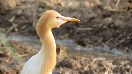 Beautiful cattle egret close up shot 