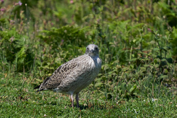 Young Lesser Black-backed Gull (Larus fuscus) amongst the vegetation of Skomer Island in Pembrokeshire, Wales, United Kingdom.