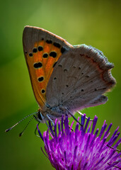 butterfly on flower