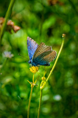 butterfly on a flower