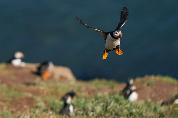Atlantic puffin (Fratercula arctica) coming in to land on Skomer Island in Pembrokeshire in Wales, United Kingdom