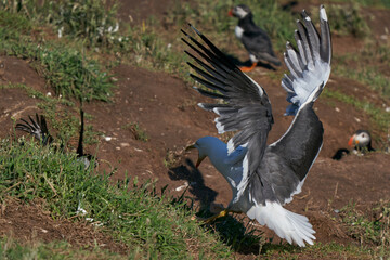 Lesser Black-backed Gull (Larus fuscus) attacking a puffin to steal fish on Skomer Island in Pembrokeshire, Wales, United Kingdom.
