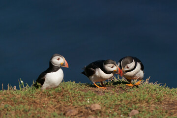 Puffins (Fratercula arctica) socialising on Skomer Island off the coast of Pembrokeshire in Wales, United Kingdom