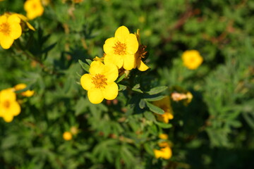 Obraz premium Yellow flowers on a blurred background. Nature.