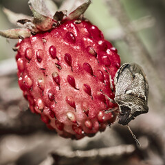 Selective focus shot of a stink bug on a red raspberry