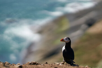Atlantic puffin (Fratercula arctica) on the cliffs of Skomer Island off the coast of Pembrokeshire in Wales, United Kingdom