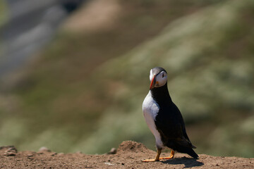 Atlantic puffin (Fratercula arctica) on the cliffs of Skomer Island off the coast of Pembrokeshire in Wales, United Kingdom