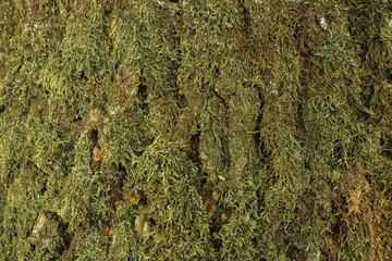 Texture of a forest tree covered with moss and grubs of wood beetles