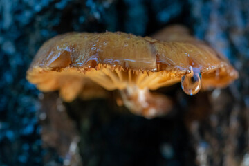 Mushrooms growing on trees.
