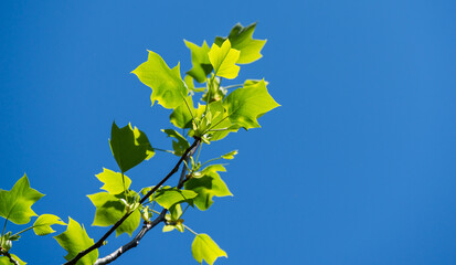 Young bright green leaves of Tulip tree (Liriodendron tulipifera), called Tuliptree, American or...