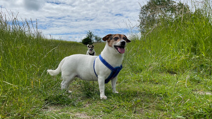 Jack Russell in the grass
