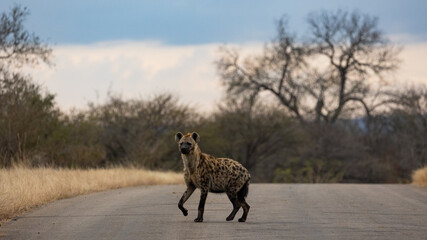 Spotted hyena early morning on the road