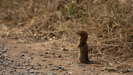 slender mongoose in the wild