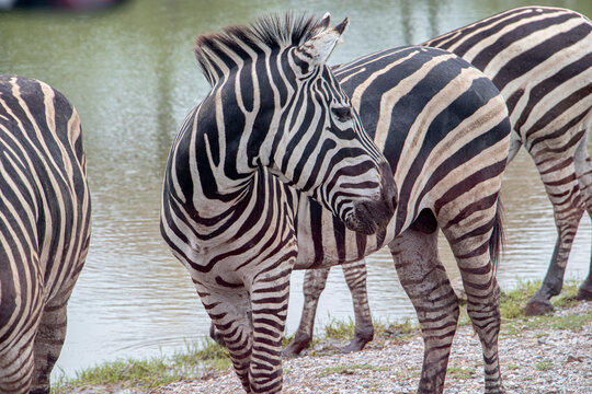 zebra in the zoo