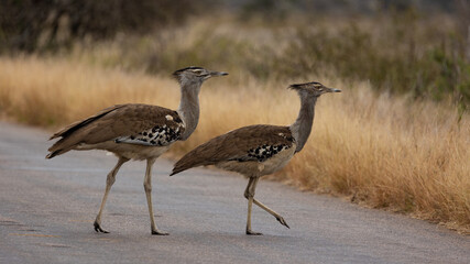 a pair of kori bastards crossing the road