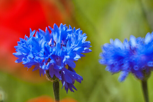 fiori e papaveri
