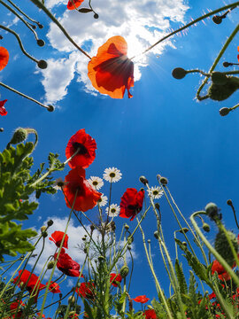 cielo, fiori e papaveri