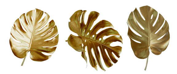 Tropical leaves in gold color on white space background.Abstract monstera leaf decoration design.clipping path
