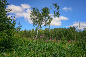 Fototapeta na wymiar Summer forest landscape with a single thin birch framed by lush grass, purple flowers, deciduous trees and a blue sky with white clouds. View from below. Middle Ural (Russia) 