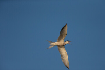 Fishing tern