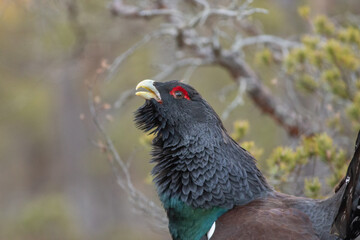 capercaillie the soul of forest