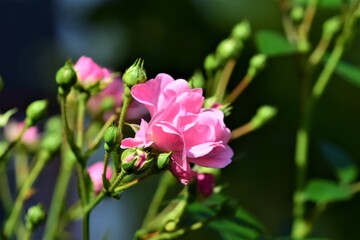 Close up of pink rose blossom on the bush