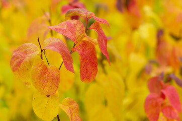 Beautiful yellow-red leaves of the Spirea bush in Indian summer