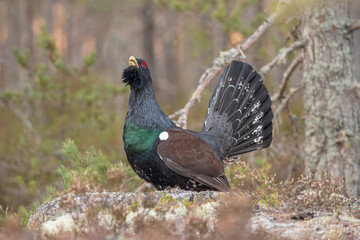 capercaillie the soul of forest