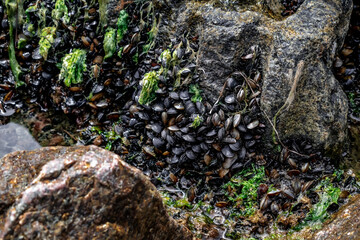 A group of Black Sea mussels growing on a granite stone, close-up. Bivalve Seashell Colony Texture