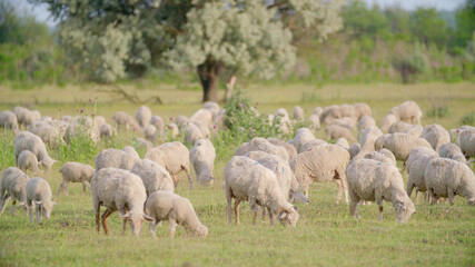 Obraz na płótnie Canvas Huge flock of sheep grazing in green field landscape. 