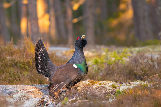 capercaillie the soul of forest