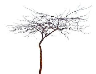 Dry tree  isolated on white background